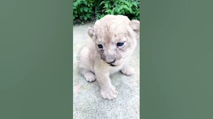 Baby tigers
