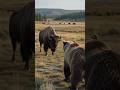 🦬 Bison vs Grizzly Bear | Who Is Stronger? #Shorts #trending