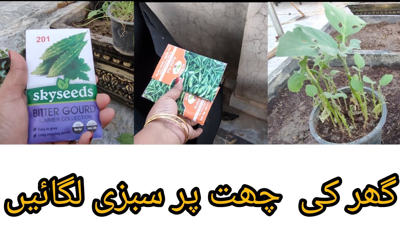 How to grow vegetables at home/Best and easy way/watch complete video