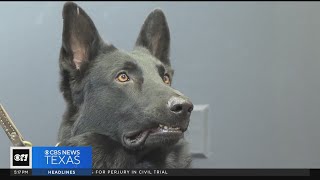 Shelter dog becomes Fort Worth police K9 officer