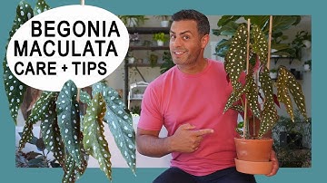 Houseplant Trends 2021: The Begonia Maculata Whightii (Angel Wing/Polka Dot Begonia) Care + Tips!
