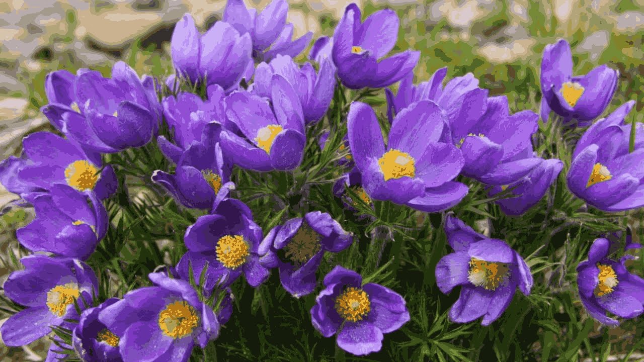 Як виростити сон-траву (простріл) з насіння?