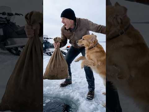 POV golden retriever find people to save her pups in ice