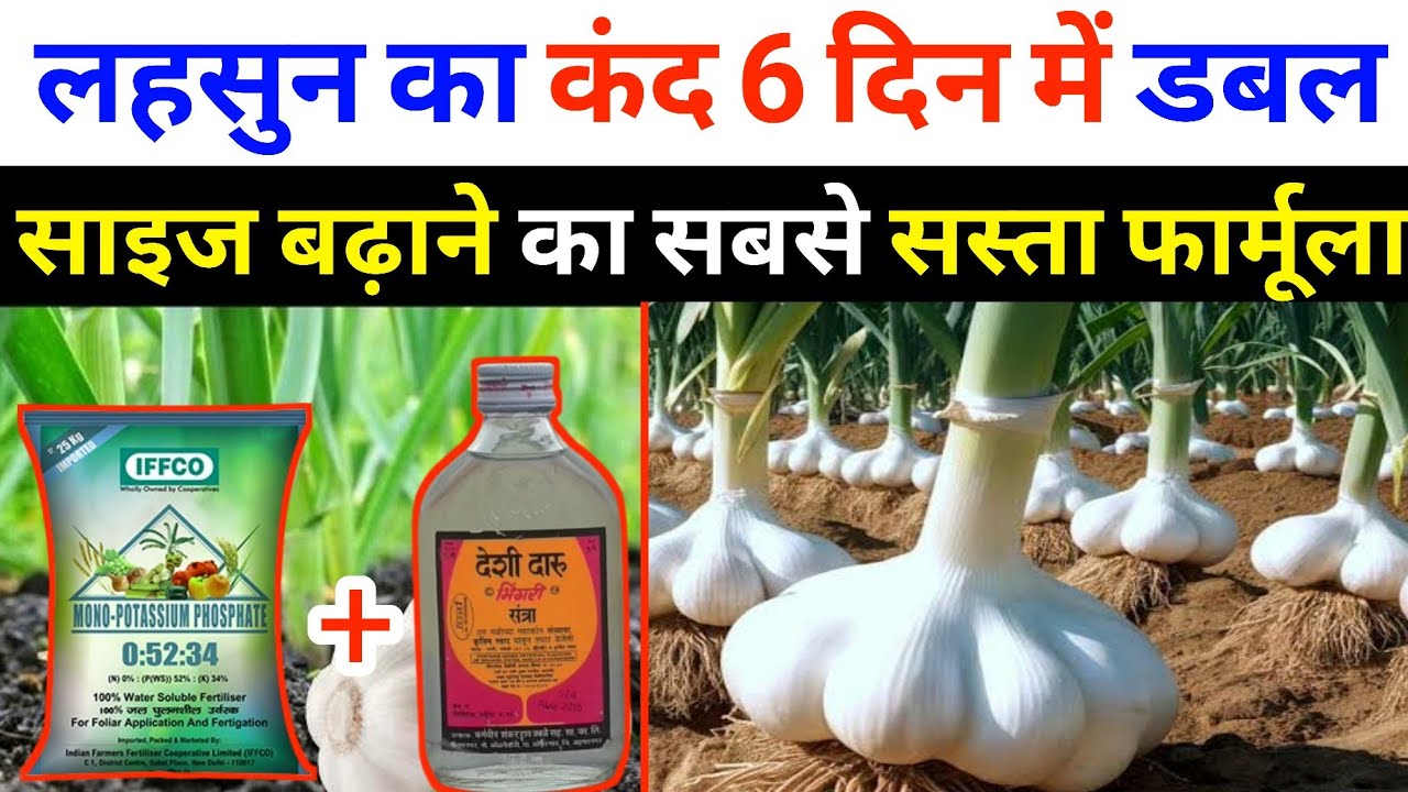 लहसुन का कंद मोटा करने का आसान उपाय | Lahsun ka kand kaise bada kare | Lahsun ka size kaise badhaye