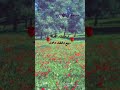 بلاد القبله بحالها ربيع ونوار بلاد القبله بحالها ربيع ونوار