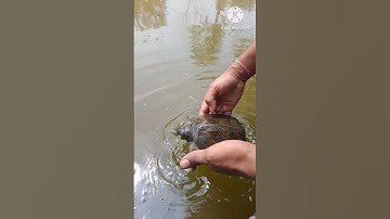 Rescue a Turtle in Assam // Saving a Baby Turtle #turtle  #youtubeshorts #shorts