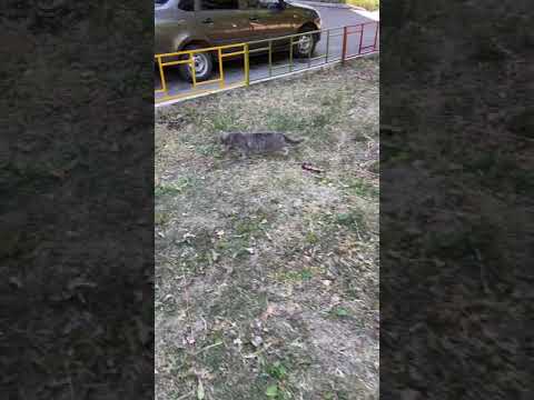 Уличный кот снова