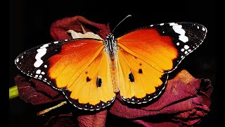 Life cycle of Plain tiger or African monarch (Danaus chrysippus) butterfly –Mia Milia, Cyprus 6/2023