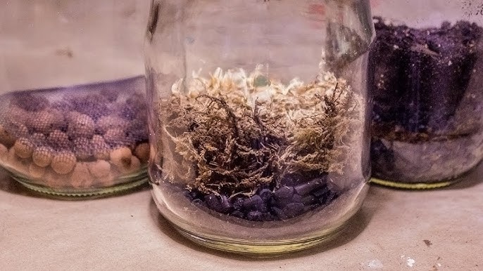 Terrarium Soil Mix - A QUICK And EASY Guide! 