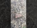 “👀Awesome Relic Unearthed After Heavy Downpour!”🏹🗿#shorts#short