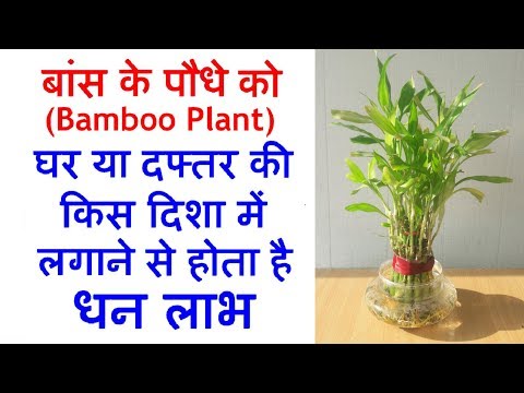 घर में सही दिशा में रखे बांस के पौधे को बरसेगा धन | Bamboo plant according to vastu