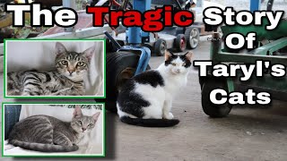 The Tragic (and Triumphant) Story Of Taryl's Cats - Incredible Story! Net Worth