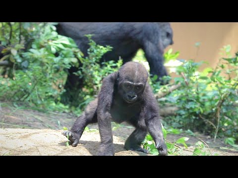 Kintaro, a baby gorilla, checks the location of his mother Genki when acting alone.