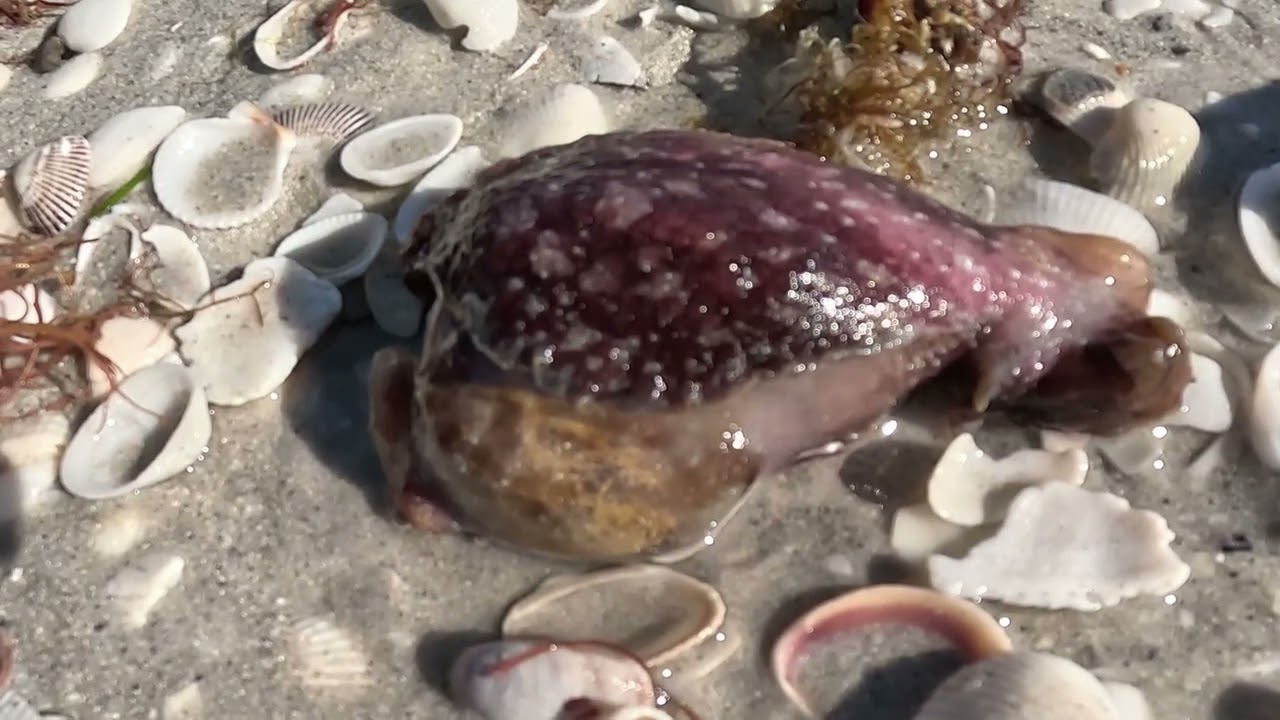 Sanibel Sat Through Wed