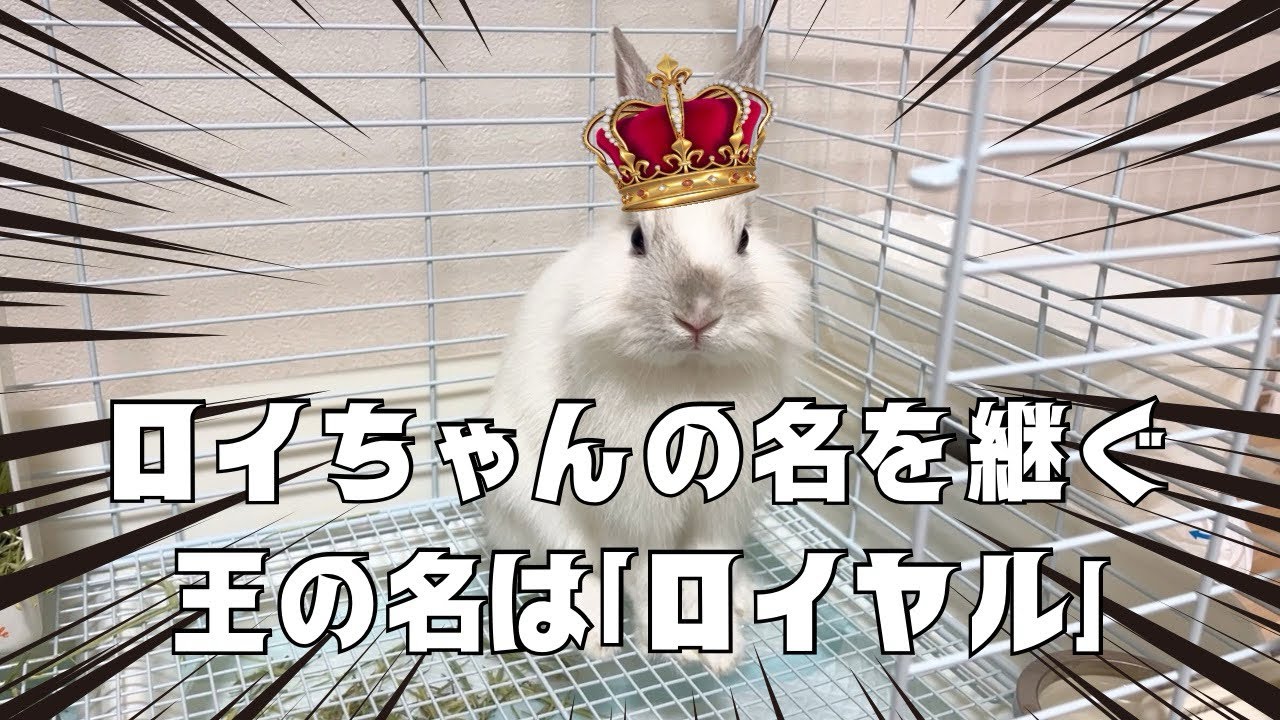 【うさぎがやってきた】先代ロイの名を継ぐ王👑彼の名は。【ライオンラビット】
