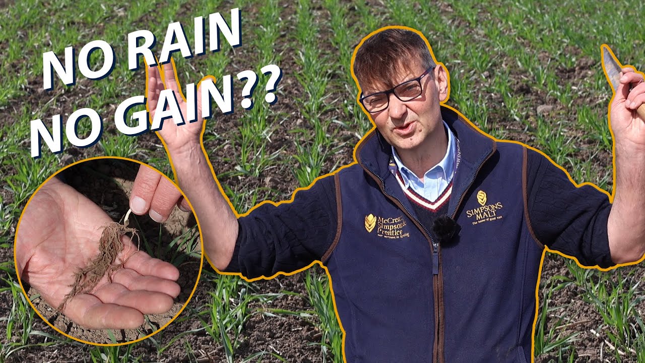 We are PRAYING for RAIN?!?! | Spring Barley 2025