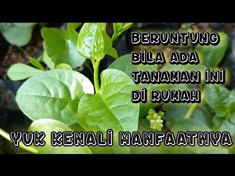 Video: Tumbuhan Bayam Malabar - Cara Menanam Bayam Malabar