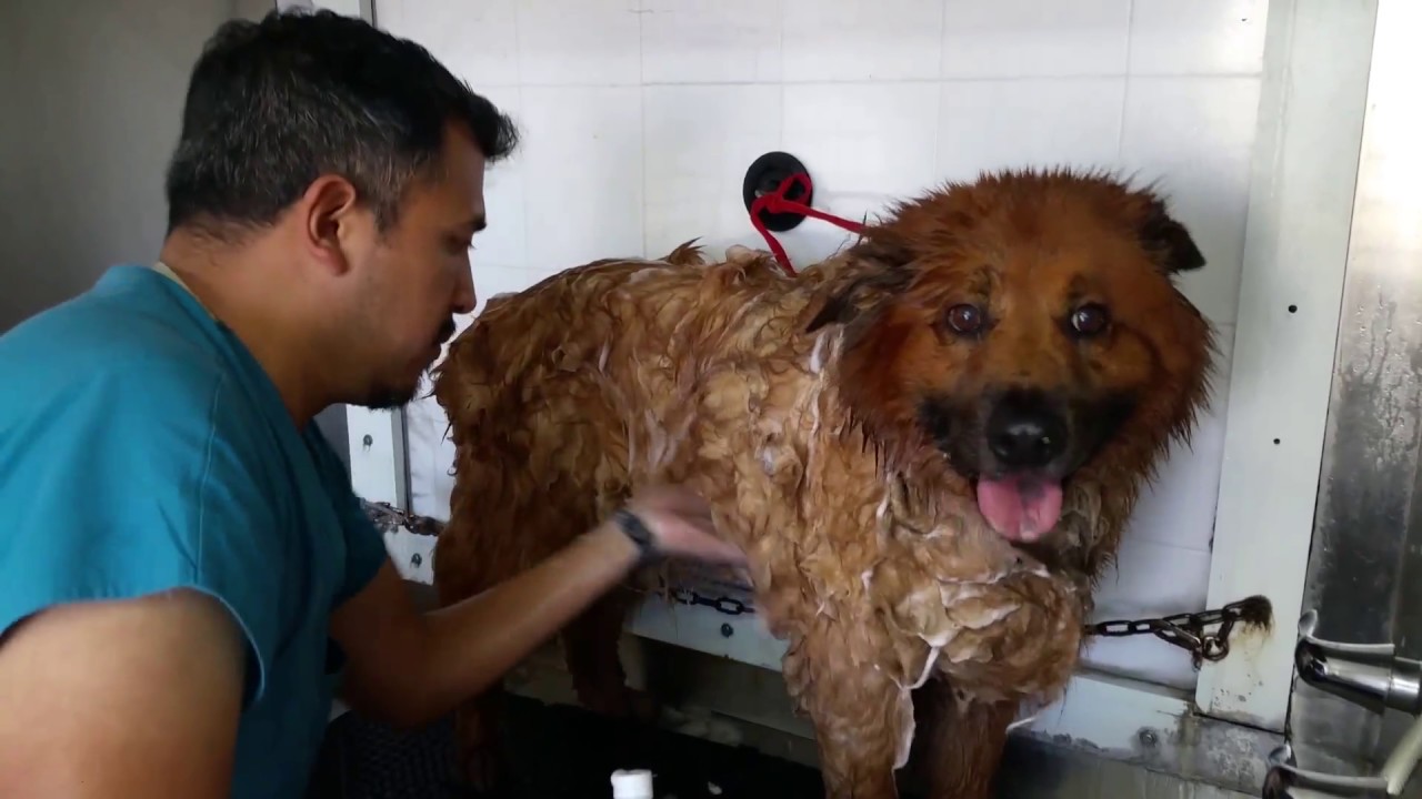 Grooming YouTube