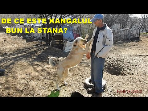 Video: Ce Este O Opțiune