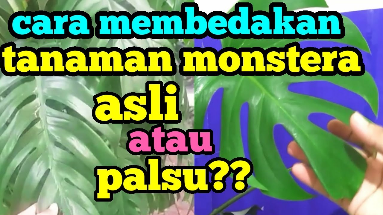 Cara Membedakan Tanaman Monstera Asli Atau Palsu Youtube