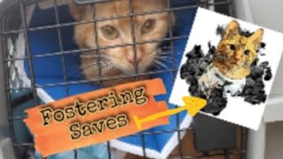 Scoots: from emergency surgery to loving life 🧡 by Kitty Committee 45 views 3 years ago 39 seconds
