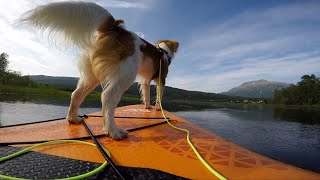 Keeping Your Pets Cool | Pet Pointers