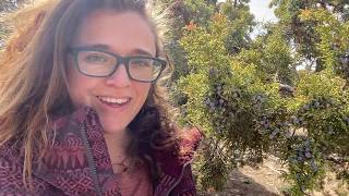 Native Roots Medicinal Uses for Juniper Berries as an Antiviral