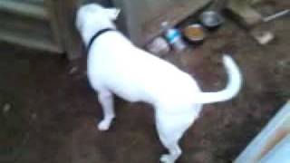 Bull Terrier vs. Chihuahua!