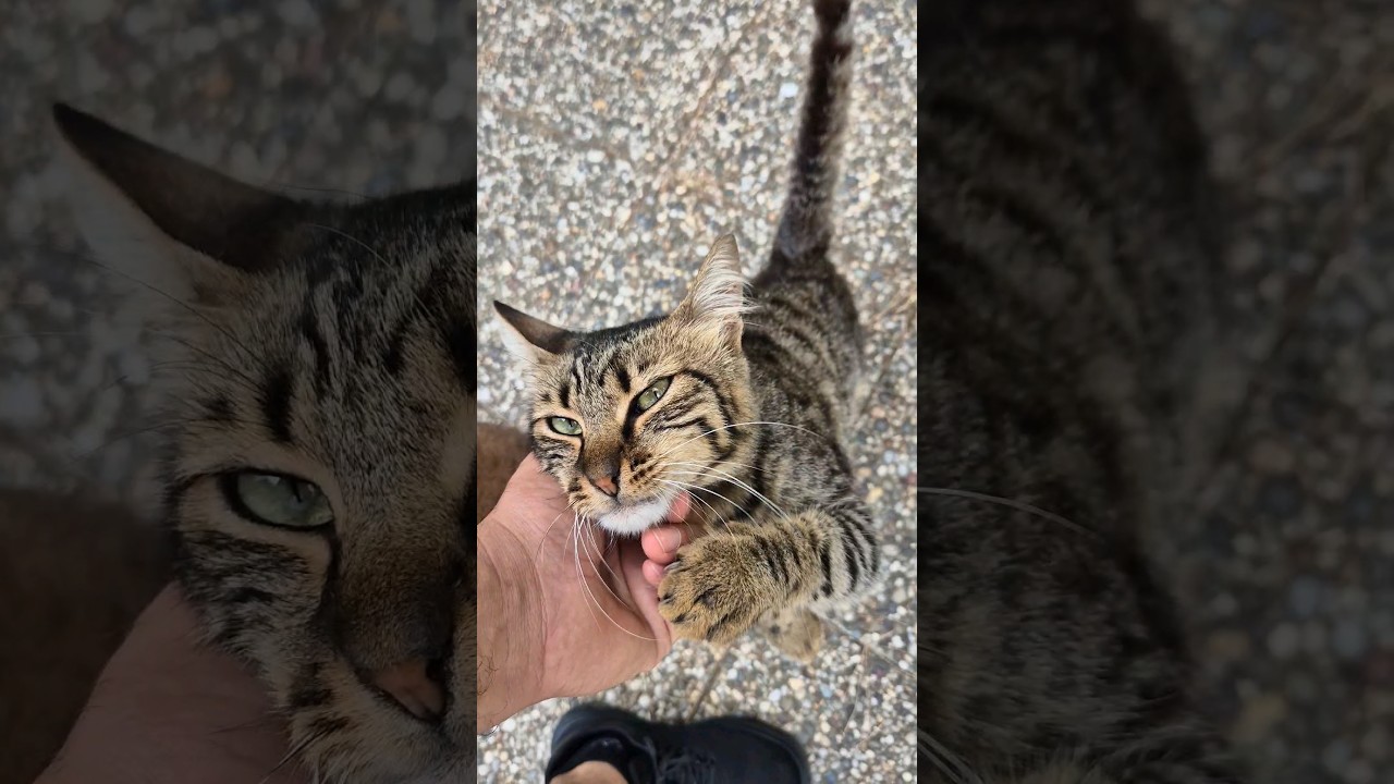 Homeless cute cat hugs my hand.