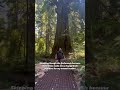 Skipping Through the Redwood’s