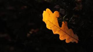 Релакс видео. HD Музыка для души. Красивые фото природы. Relax Music Релакс видео. HD Музыка для души. Красивые фото природы. Relax Music