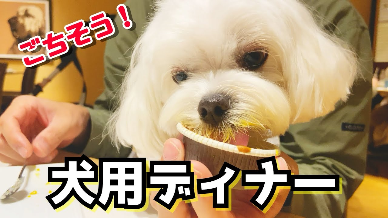 【ペットと旅行】犬と泊まれるホテルの超豪華な犬用ご飯で愛犬の誕生日を盛大にお祝いしました【マルチーズ】