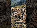 Raising an Orphaned Wild Tiger Cub: A Journey of Love