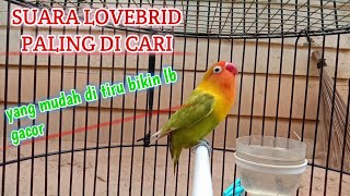 SUARA LOVEBRID PALING DI CARI, yang mudah di tiru bikin lb gacor