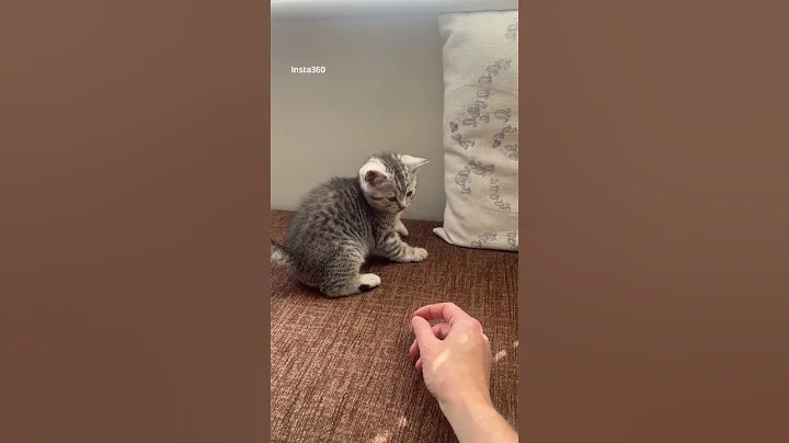 Video 10374741: british shorthair kitten silver, british shorthair kitten meets, lovely british shorthair kitten, adorable british shorthair kitten, shorthair kitten britishshorthair, britishshorthair kitten cutecat, purr, kitten adorable home