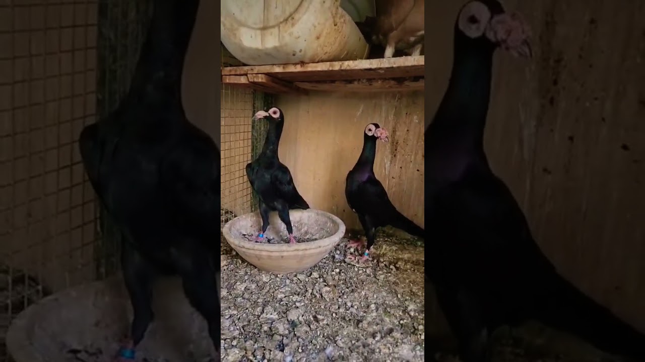 English carrier Pigeons Black Beauty’s 