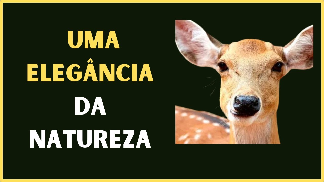 Este Vídeo conta historia sobre a corça