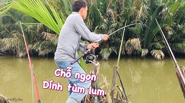 Câu cá nước mặn phát hiện chỗ này, cá Ngát, Tôm càng - Ngon