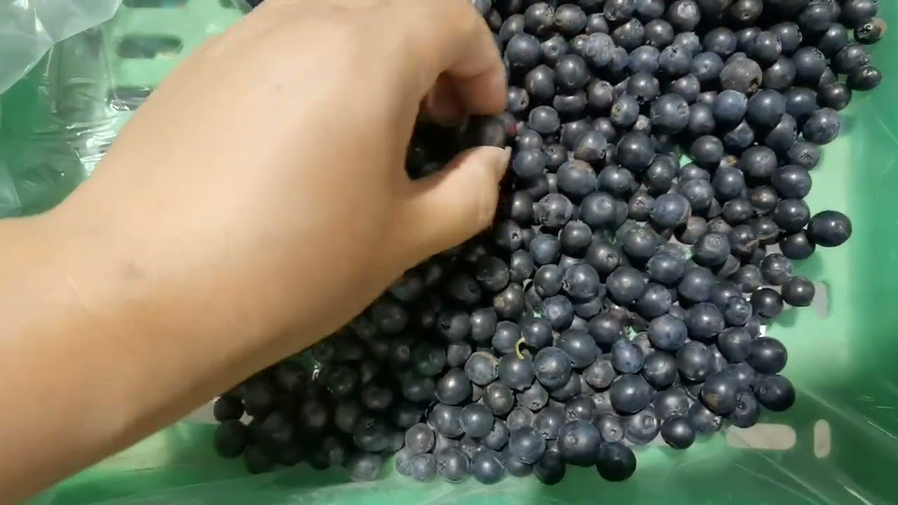 VSEE blueberry grading machine and packing machine.