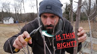 Are You Killing Your Apple Trees? Try Pruning Like This