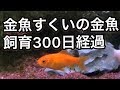 最高のコレクション 金魚 の 飼い 方 金魚 すくい 270272