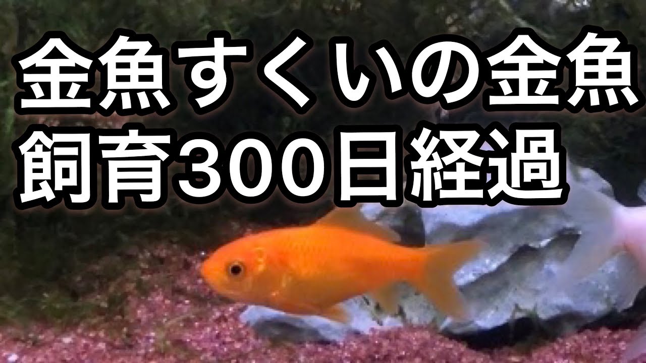 金魚すくいの金魚 飼育300日経過 Youtube