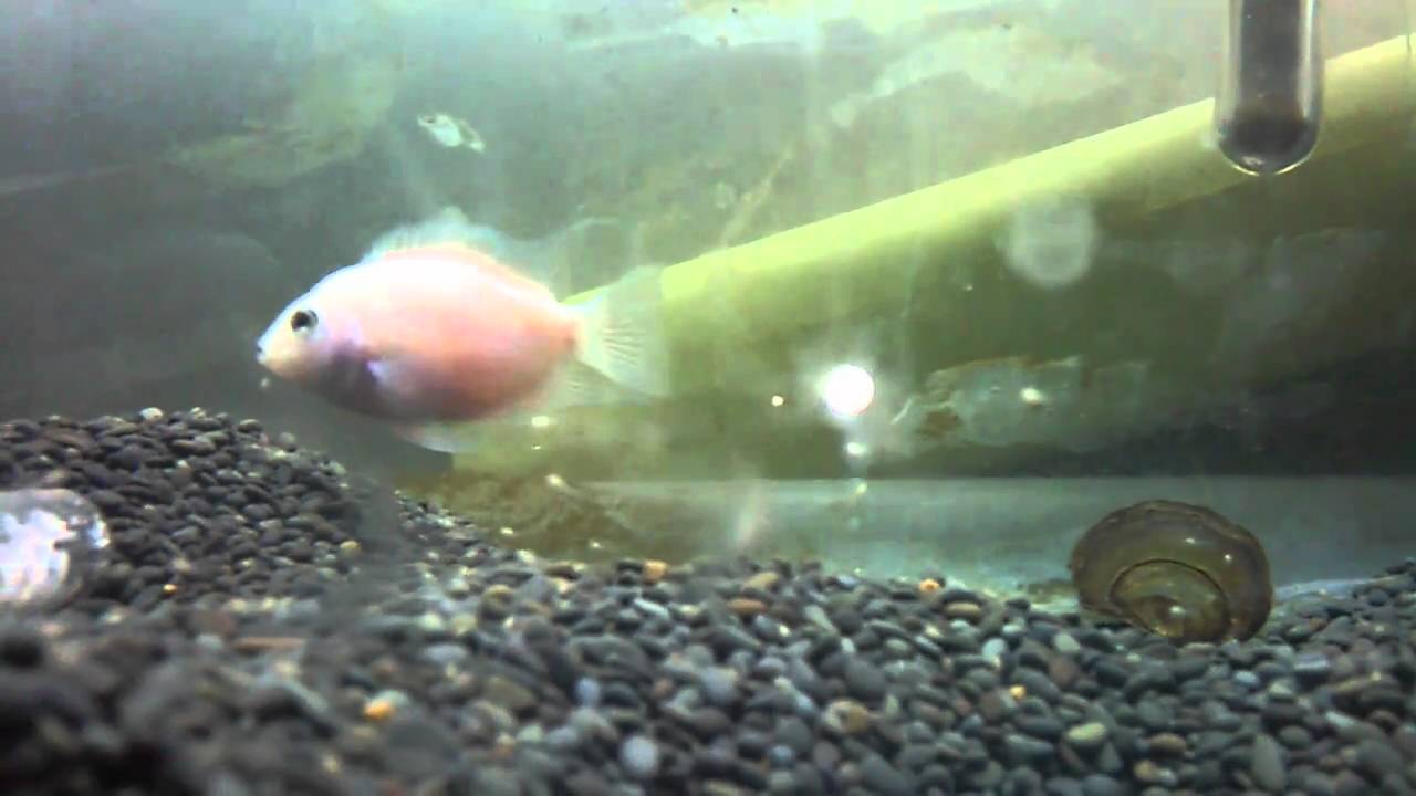 my pink convict fish with new born babies YouTube