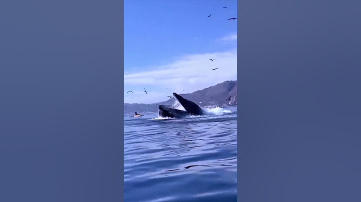 El “ataque” de la ballena distraída