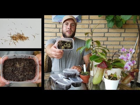 #13 Nepenthes Samen aussäen, so wird´s gemacht | Fleischfressende Pflanzen | Karnivoren | Green Jaws