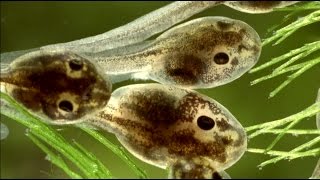 Underwater Go-Pro Tadpole Film
