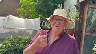 Picking My Tomatoes! 🍅 You Won’t Believe How Many We Got!