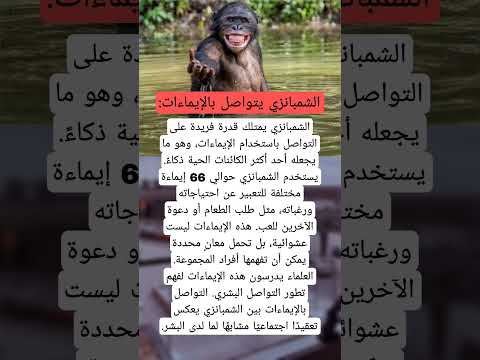 هل تعلم ان الشمبانزي يتواصل بالإيماءات مثل البشر