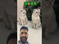 #cat #funny #ekmotahathighumechala #comedy