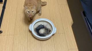 I'm going to try to make a cute Japanese cat pot! by Cats stop time 8 views 4 months ago 2 minutes, 58 seconds
